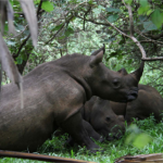 Uganda tours